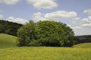 Odenwald Landscape Prints: Meadow, forest, edge of forest
