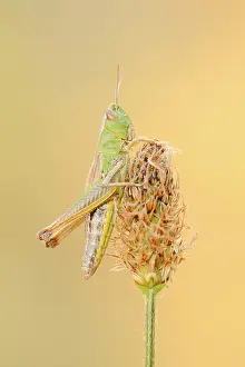 Central European Wildlife Prints: Meadow grasshopper (Chorthippus parallelus)