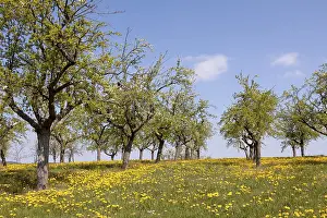 Deciduous Tree Blossom Germany Prints: Meadow with old fruit trees, spring