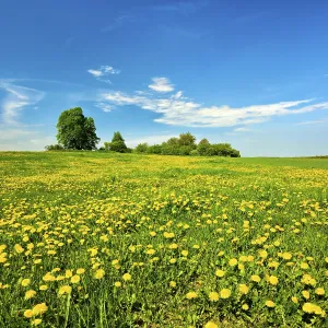 Dandelion In Bloom Prints: Meadow in spring under a blue sky