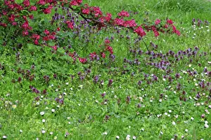 Spring In Germany Prints: Meadow in spring, Germany