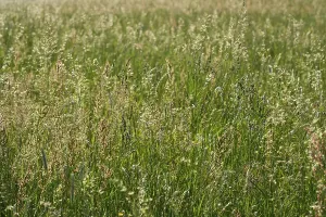 Lower Franconia Landscape Prints: Meadow in spring, GroBheubach