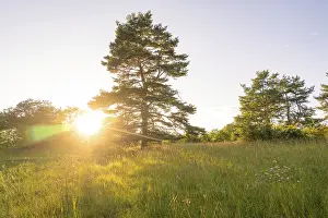 Sunset In The Black Forest Prints: A meadow with trees in the light of the sunset