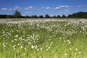Central European Nature Preserve Prints: Meadows in spring with buttercups