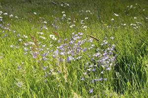 East Germany Natural Preserves Prints: Meadows in spring with buttercups