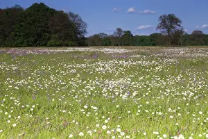 Middle Elbe Biosphere Reserve Images Prints: Meadows in spring with buttercups