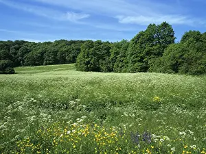 Central European Nature Views Prints: Meadows in summer, Thuringia, Germany