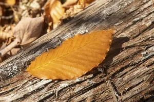 Protected Area Conservation Efforts Prints: Beech leaf fallen on a cedar trunk