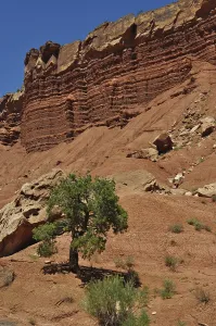 Red Rock Landscape Prints: Single tree in front of dramatic