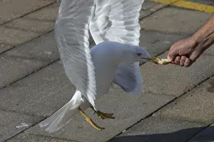 Prints of Mediterranean gull (Larus michahellis) pulling a piece of white bread from a hand, Venice, Italy Mediterranean Gull Prints: Mediterranean Gull Pulling Bread from Hand, Venice Print
