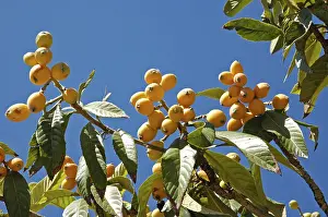 Fruit Still Life Prints: Medlars hanging on the tree, fruit