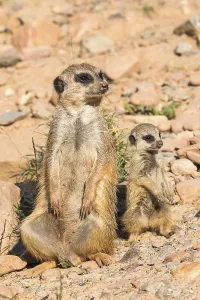 Meerkat Meerkat Print by imageBROKER