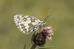 Lepidopteran Insect Images Prints: Melanargia galathea, Schachbrett