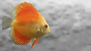 Prints of Melon Discus Fish with Simple Gray Background Cichlid Prints: Melon Discus Fish Print on Gray Background