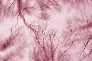 Low Angle Forest Photography Prints: A mesmerizing abstract image with tree branches blurred into swirling patterns