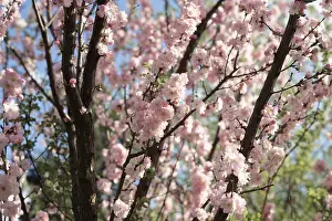 Spring Bloom Prints: A mesmerizing view of cherry blossoms in full bloom
