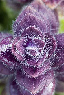 Open Air Blossoms Europe Prints: Metallic Pyramidal Bugleweed (Ajuga pyramidalis)