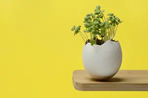 Young Plant Nutrition Prints: Microgreen, Microgreens in Eggshell, Microleaves