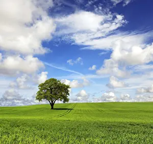 Agricultural Land Prints: The mighty oak