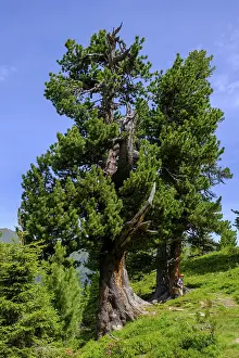 Salzburger Land Europe Prints: Mighty stone pine, tree on the stone pine path