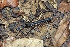 Millipede Prints: A Millipede on the Forest Floor Print