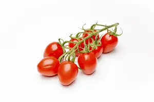 Solanaceae Plant Prints: Mini Cherry Tomatoes