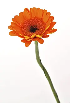 Orange Colored Flowers Prints: Mini gerbera
