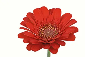 Gerbera Daisies In Bloom Prints: Miniature Gerbera
