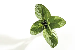 Botanical Studio Shots Prints: Mint (Mentha)