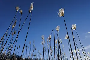 Regenerative Farming Practices Prints: Miscanthus, (Miscanthus sinensis)