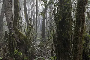 Garajonay National Park Prints: Mist in the cloud forest, laurel forest