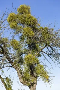 Mistletoe On Fruit Tree Prints: Mistletoe (Viscuml) on fruit tree