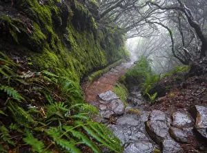 Foggy Landscape Photography Prints: Misty forest on a hiking trail along a levada