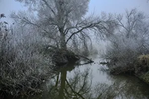German Waterfront Scene Prints: Misty river with bare trees reflected in the still water
