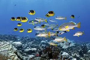Prints of Mixed, mixed, school of fish, associated, from left, yellow, crescent moon butterflyfish (Chaetodon lunula), centre with red eye spotted snapper (Lutjanus monostigma), quite large Butterflyfish Prints: Mixed School of Fish Print, Great Barrier Reef, Australia