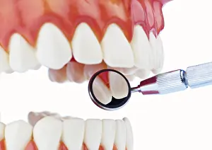 Dentist At Work Prints: The model of a set of teeth being examined