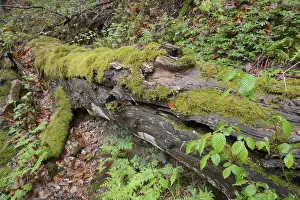 Tree Trunk Moss Growth Prints: Modernizing tree trunk, tree trunk