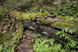 Moss Covered Landscape Prints: Modernizing tree trunk, tree trunk