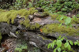 Overgrown With Moss Trees Prints: Modernizing tree trunk, tree trunk