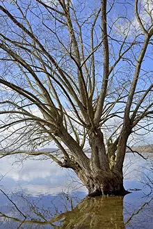 Blue Cloudy Sky Landscape Prints: Mohnesee, deciduous tree on the shore