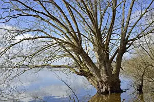 Blue Cloudy Sky Landscape Prints: Mohnesee, deciduous tree on the shore