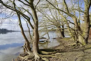 Artificial Lake In Europe Prints: Mohnesee, deciduous trees on the shore