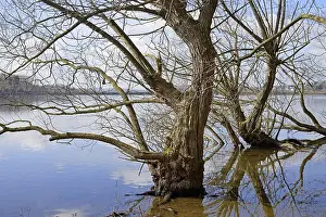 Ecofriendly Energy Source Germany Prints: Mohnesee, deciduous trees on the shore