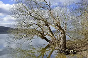 Deciduous Tree Waterfront Scene Prints: Mohnesee, deciduous trees on the shore