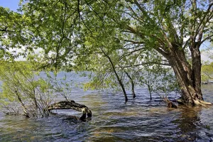 Deciduous Tree Waterfront Scene Prints: Mohnesee, deciduous trees on the shore