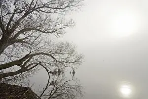 Renewable Energy Source Germany Prints: Mohnesee, trees on the shore