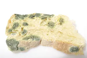 Moldy Bread Prints: Moldy bread