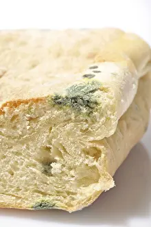 Moldy Bread Prints: Moldy bread
