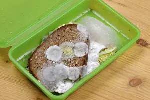 Indoor Still Life Photography Prints: Moldy bread, snack in a box