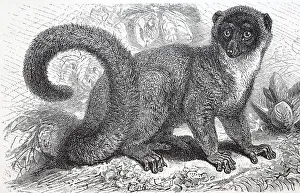 Old World Primates Prints: Mongoose lemur (Lemur mongoz), half monkey